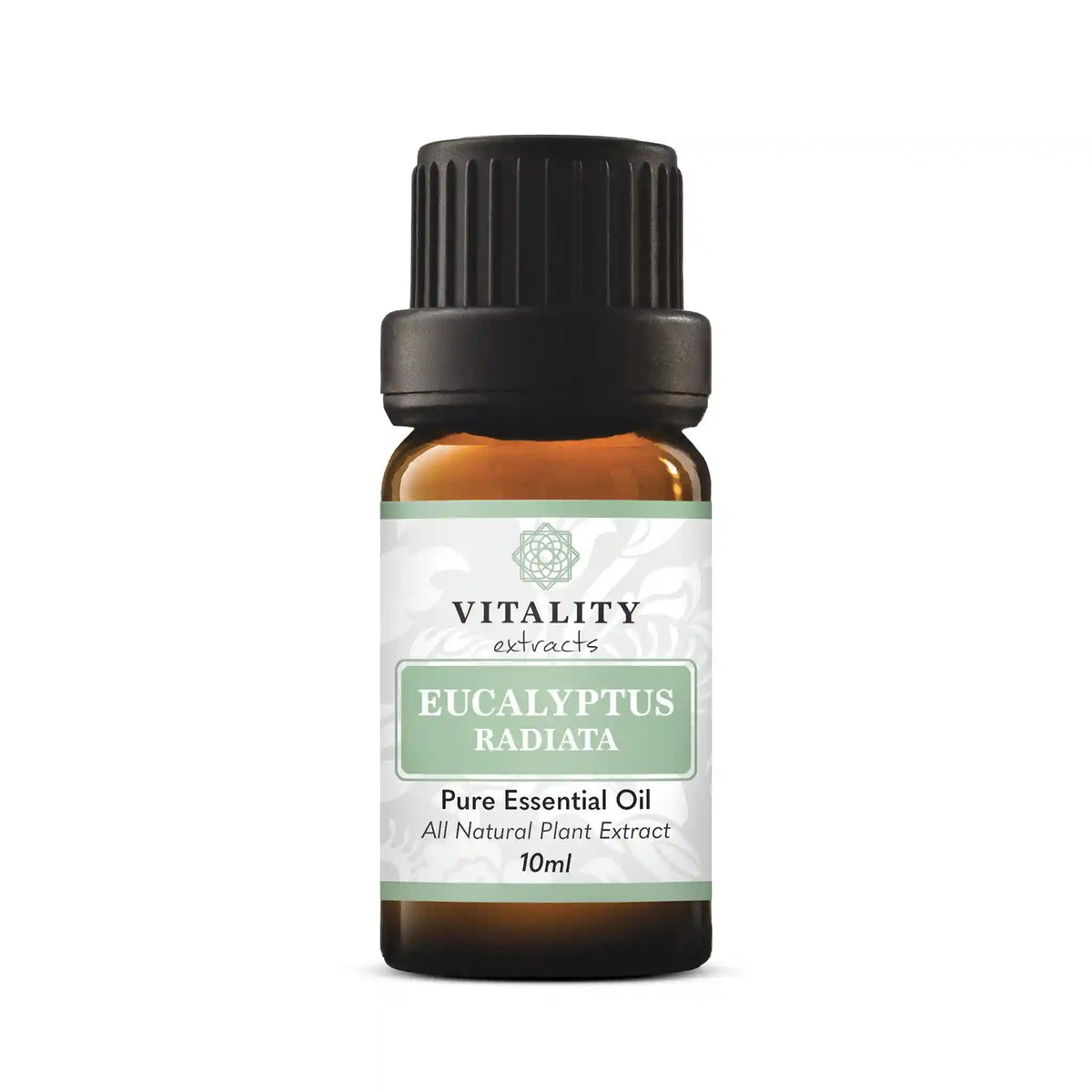 Eucalyptus Radiata